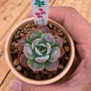 多肉植物 ピンクルルビー♡抜き苗