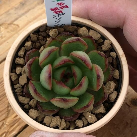 エケベリア ポリリンゼアナ - 多肉植物 人気の多肉植物 多種類の エケベリア ポリリンゼアナ - 多肉植物 人気の多肉植物 多種類の