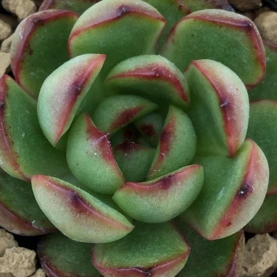 エケベリア ポリリンゼアナ - 多肉植物 人気の多肉植物 多種類の エケベリア ポリリンゼアナ - 多肉植物 人気の多肉植物 多種類の