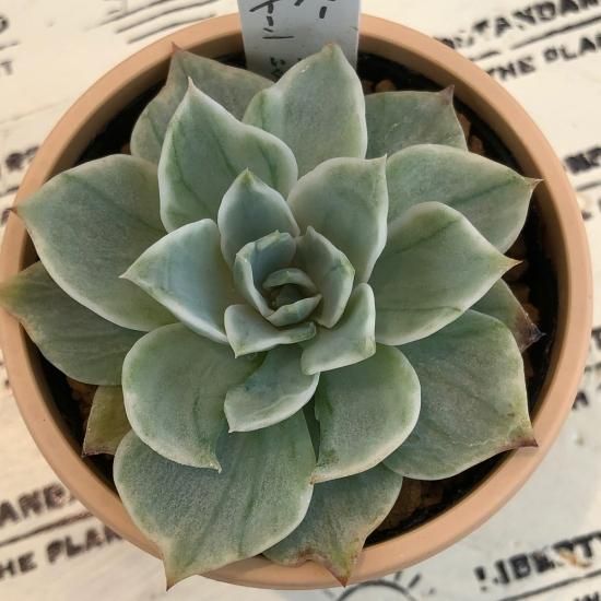 Echeveria 'Violet Queen'錦 多肉植物