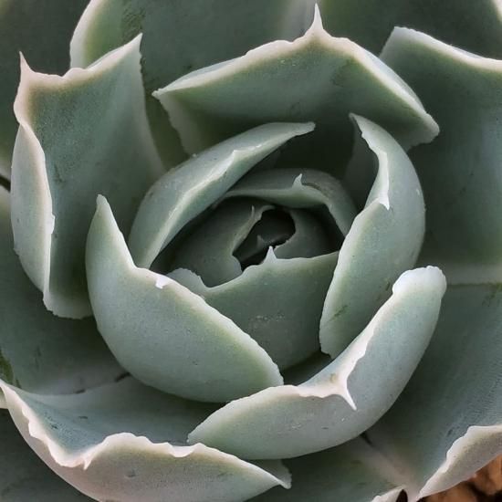 エケベリア シムランスラグナサンチェス - 多肉植物 人気の多肉