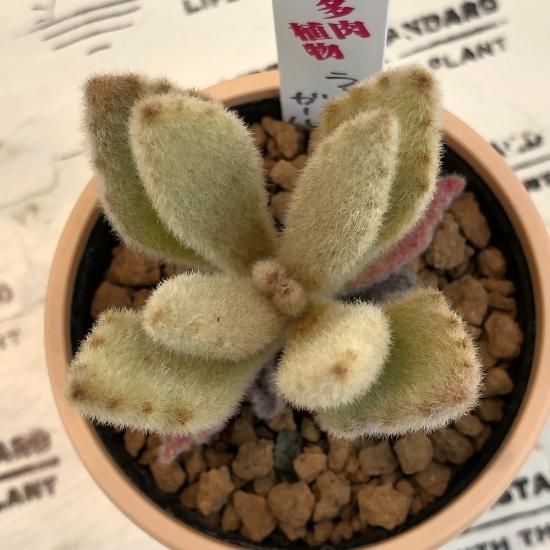 カランコエ ラッキーガール 多肉植物 人気の多肉植物 多種類の多肉植物通販専門店リバスタ