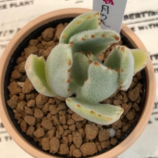 カランコエ 月の光 多肉植物 人気の多肉植物 多種類の多肉植物通販専門店リバスタ