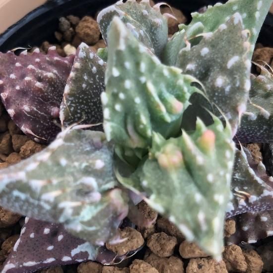 フォーカリア 赤怒涛 多肉植物 人気の多肉植物 多種類の多肉植物通販専門店リバスタ フォーカリア 赤怒涛 多肉植物 人気の多肉植物 多種類の多肉植物通販専門店リバスタ