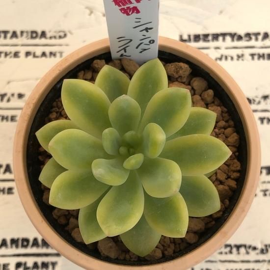 セダム シャンパンライム - 多肉植物 人気の多肉植物 多種類の多肉植物