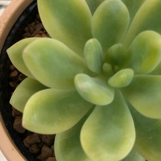おまとめ中！多肉植物^o^ 葉挿し赤ちゃん全斑！シャンパンライム錦 おまとめ中！多肉植物^o^ 葉挿し赤ちゃん全斑！シャンパンライム錦
