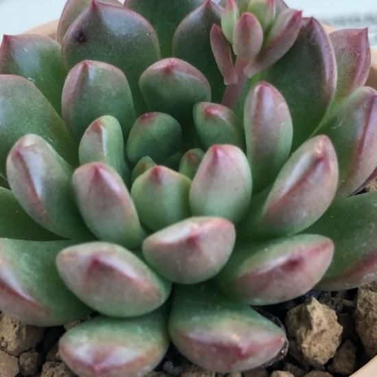 クラプトベリア ピンクルルビー 多肉植物 人気の多肉植物 多種類の多肉植物通販専門店リバスタ