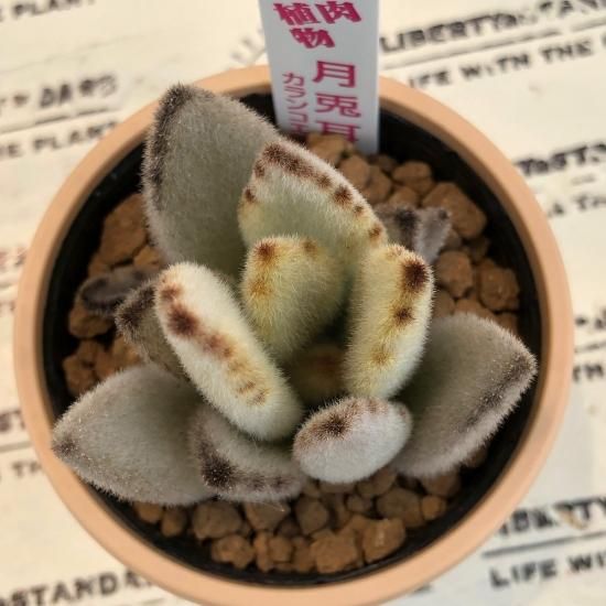 カランコエ 月兎耳 多肉植物 人気の多肉植物 多種類の多肉植物通販専門店リバスタ カランコエ 月兎耳 多肉植物 人気の多肉植物 多種類の多肉植物通販専門店リバスタ