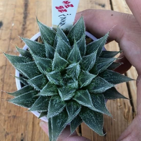 ハオルチア ベヌスタ 多肉植物 人気の多肉植物 多種類の多肉植物通販専門店リバスタ