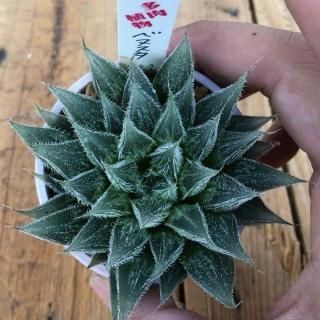 ハオルシアとアロエの商品一覧ページ|多肉植物通販専門店リバスタ ハオルシアとアロエの商品一覧ページ|多肉植物通販専門店リバスタ