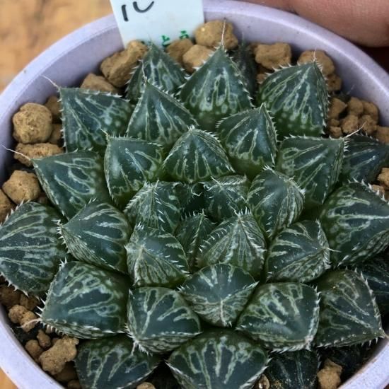 ハオルチア ミラーボール 多肉植物 人気の多肉植物 多種類の多肉植物通販専門店リバスタ ハオルチア ミラーボール 多肉植物 人気の多肉植物 多種類の多肉植物通販専門店リバスタ