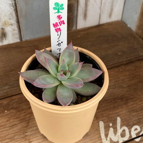 エケベリア リンゼアナ 多肉植物 人気の多肉植物 多種類の多肉植物通販専門店リバスタ