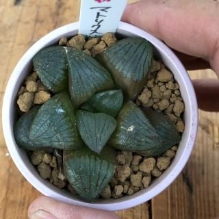 ハオルシアとアロエの商品一覧ページ|多肉植物通販専門店リバスタ ハオルシアとアロエの商品一覧ページ|多肉植物通販専門店リバスタ