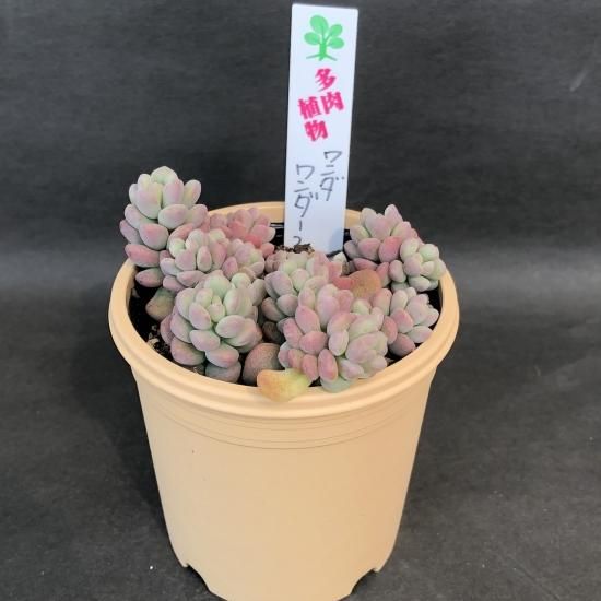 ワンダワンダー2 多肉植物 ワンダワンダー2 多肉植物