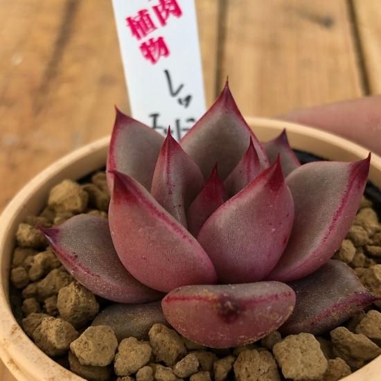 エケベリア レッドエボニー - 多肉植物 人気の多肉植物 多種類の多肉