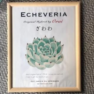 鉢&雑貨 - 多肉植物 人気の多肉植物 多種類の多肉植物通販専門店 鉢&雑貨 - 多肉植物 人気の多肉植物 多種類の多肉植物通販専門店