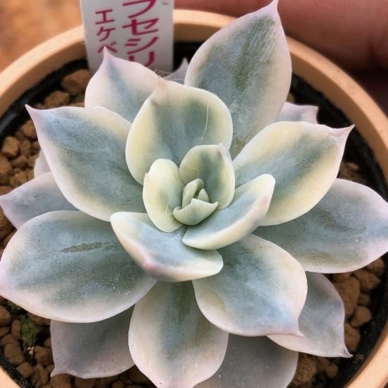 エケベリア サブセシリス錦 多肉植物 人気の多肉植物 多種類の多肉植物通販専門店リバスタ エケベリア サブセシリス錦 多肉植物 人気の多肉植物 多種類の多肉植物通販専門店リバスタ