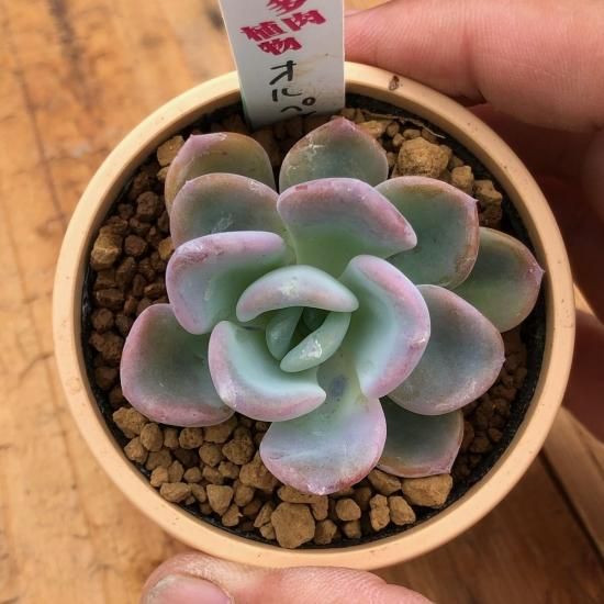 エケベリア オルペット - 多肉植物 人気の多肉植物 多種類の多肉植物