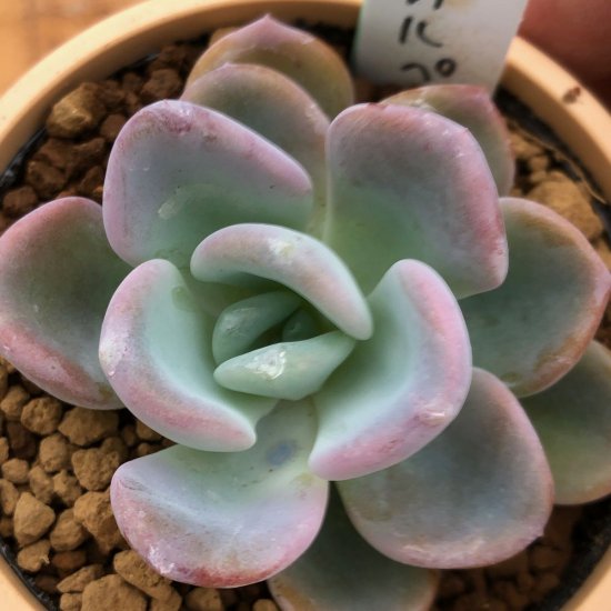 エケベリア オルペット - 多肉植物 人気の多肉植物 多種類の多肉植物