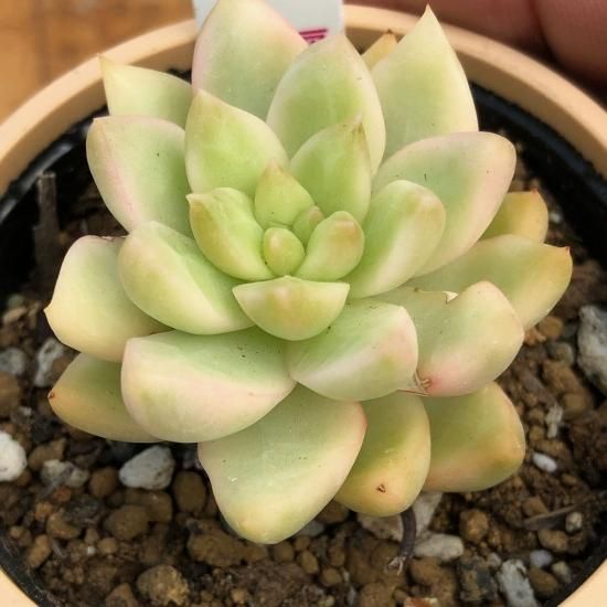 セダム 黄麗錦 - 多肉植物 人気の多肉植物 多種類の多肉植物通販