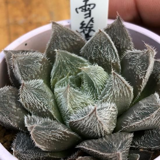 ハオルチア 白雪絵巻 - 多肉植物 人気の多肉植物 多種類の多肉 ハオルチア 白雪絵巻 - 多肉植物 人気の多肉植物 多種類の多肉