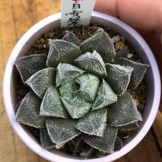 ハオルシアとアロエの商品一覧ページ|多肉植物通販専門店リバスタ ハオルシアとアロエの商品一覧ページ|多肉植物通販専門店リバスタ