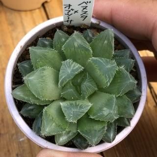 ハオルシアとアロエの商品一覧ページ｜多肉植物通販専門店リバスタ