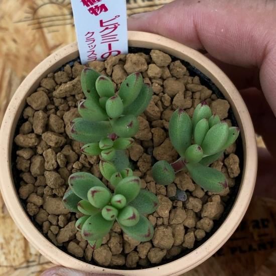 クラッスラ ピグミーの蛹 多肉植物 人気の多肉植物 多種類の多肉植物通販専門店リバスタ クラッスラ ピグミーの蛹 多肉植物 人気の多肉植物 多種類の多肉植物通販専門店リバスタ
