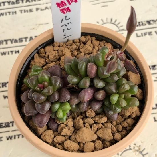 アナカンプセロス属　ルベルシー　抜き苗 ルベルシー,ルベルシー通販,ルベルシー販売,ルベルシー育て方