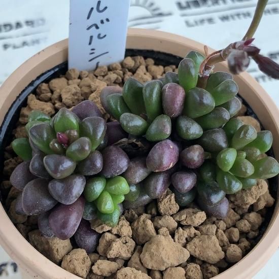 アナカンプセロス属　ルベルシー　抜き苗 ルベルシー,ルベルシー通販,ルベルシー販売,ルベルシー育て方
