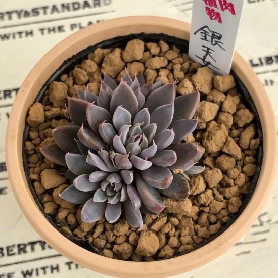 多肉植物 銀天女×クリスペードビューティ 4cmポット苗 多肉植物 銀天女