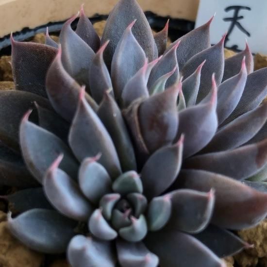 クラプトペタルム 銀天女 - 多肉植物 人気の多肉植物 多種類の