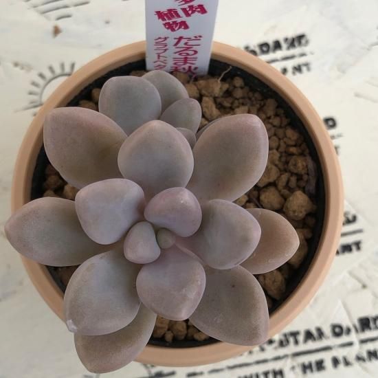 クラプトペタルム だるま秋麗 - 多肉植物 人気の多肉植物 多種類 クラプトペタルム だるま秋麗 - 多肉植物 人気の多肉植物 多種類