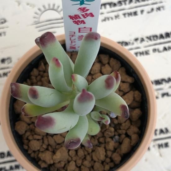 コチレドン 白美人 多肉植物 人気の多肉植物 多種類の多肉植物通販専門店リバスタ