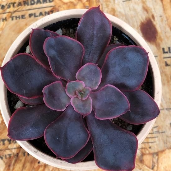 おまとめ！多肉植物^o^  あずき姫 おまとめ！多肉植物^o^ あずき姫 【公式通販】