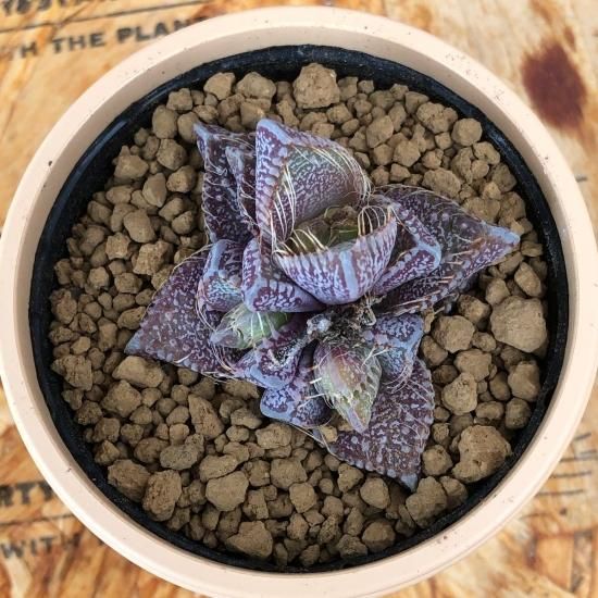 フォーカリア 星波 多肉植物 人気の多肉植物 多種類の多肉植物通販専門店リバスタ