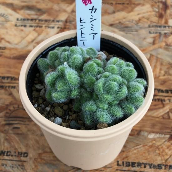 セダム カシミヤヒントニー - 多肉植物 人気の多肉植物 多種類の セダム カシミヤヒントニー - 多肉植物 人気の多肉植物 多種類の