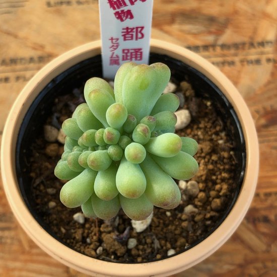 セダム 都踊り - 多肉植物 人気の多肉植物 多種類の多肉植物通販専門店リバスタ