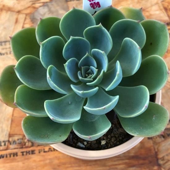 エケベリア 七福神 - 多肉植物 人気の多肉植物 多種類の多肉植物 エケベリア 七福神 - 多肉植物 人気の多肉植物 多種類の多肉植物