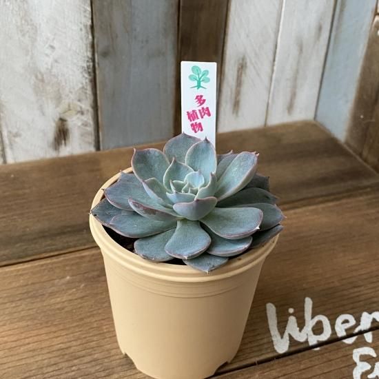 エケベリア サブセシリス - 多肉植物 人気の多肉植物 多種類の エケベリア サブセシリス - 多肉植物 人気の多肉植物 多種類の