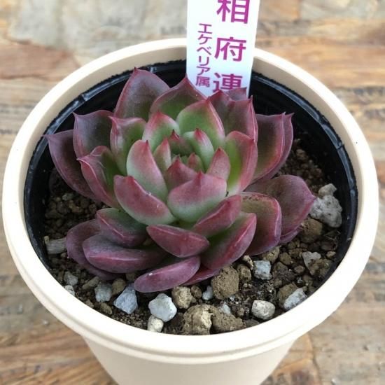 エケベリア 相府連 多肉植物 人気の多肉植物 多種類の多肉植物通販専門店リバスタ エケベリア 相府連 多肉植物 人気の多肉植物 多種類の多肉植物通販専門店リバスタ