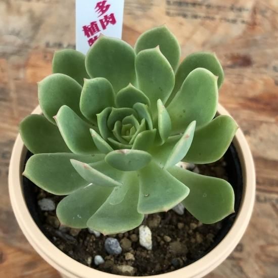 青緑色の多肉植物*9 青緑色の多肉植物*9 青緑色の多肉植物*9 楽天市場】