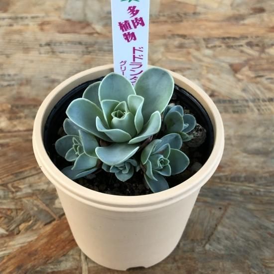グリノビア ドドランタリス - 多肉植物 人気の多肉植物 多種類の多肉 ...