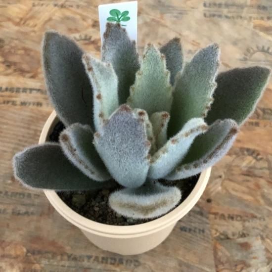 カランコエ 白兎 多肉植物 人気の多肉植物 多種類の多肉植物通販専門店リバスタ カランコエ 白兎 多肉植物 人気の多肉植物 多種類の多肉植物通販専門店リバスタ