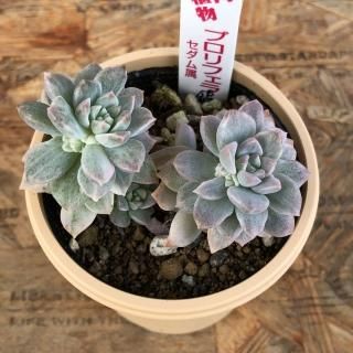 専用 原始ロンギシマ錦 抜き苗&ブルーメタル錦&乙女心錦&フローレンス