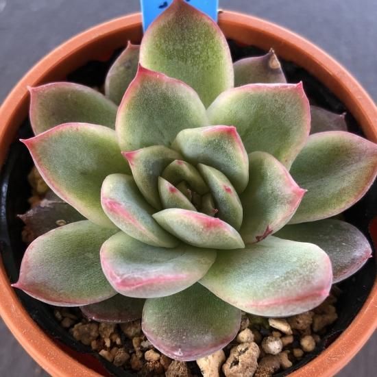 相府蓮×花占い 現物商品 - 多肉植物 人気の多肉植物 多種類の多肉植物