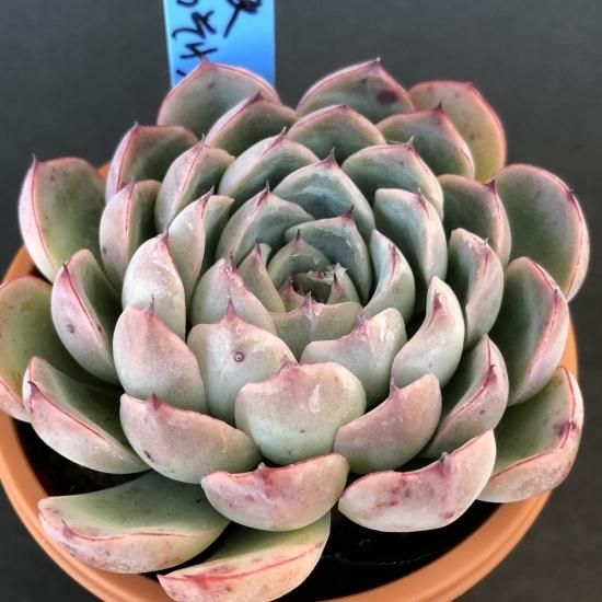 花月夜 そわそわ 現物商品 多肉植物 人気の多肉植物 多種類の多肉植物通販専門店リバスタ