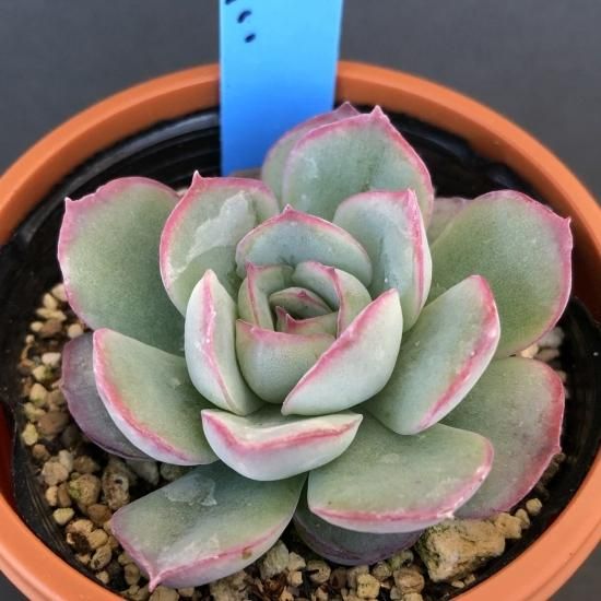 花うらら 恋煩い 現物商品 多肉植物 人気の多肉植物 多種類の多肉植物通販専門店リバスタ