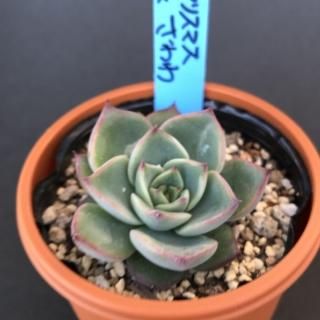おらいさんで生産された多肉植物商品一覧ページ|多肉植物通販 おらいさんで生産された多肉植物商品一覧ページ|多肉植物通販