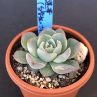 ロメオ×ざわわ ブランデティ×ざわわ ざわわ×沙羅姫牡丹 他お